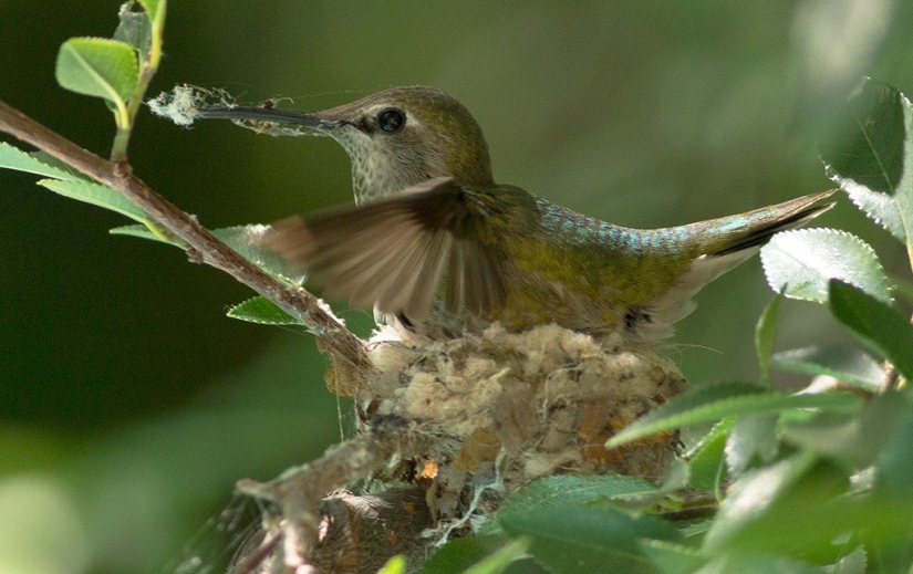 De una sucursal vacía a adolescentes en 6 semanas. Crónica del Nido del Colibrí Calyptus Anna