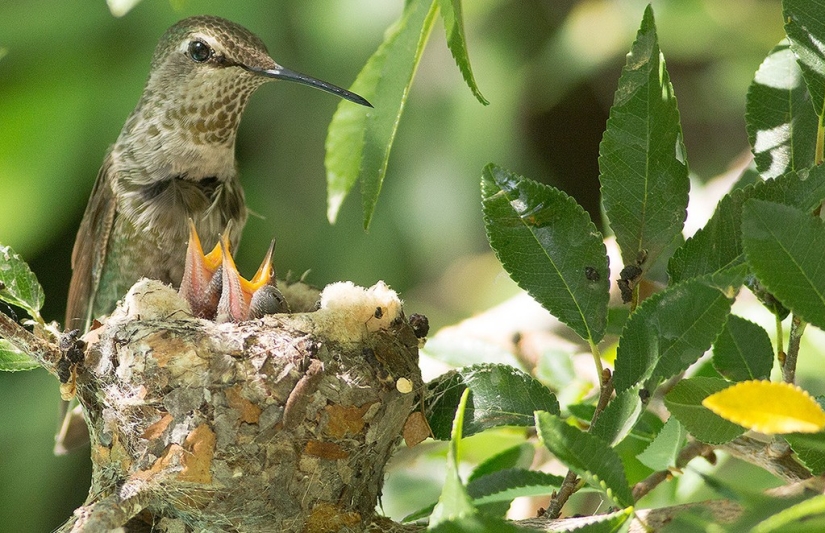 De una sucursal vacía a adolescentes en 6 semanas. Crónica del Nido del Colibrí Calyptus Anna