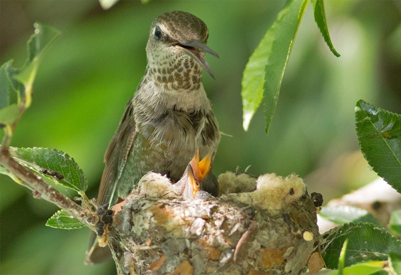 De una sucursal vacía a adolescentes en 6 semanas. Crónica del Nido del Colibrí Calyptus Anna