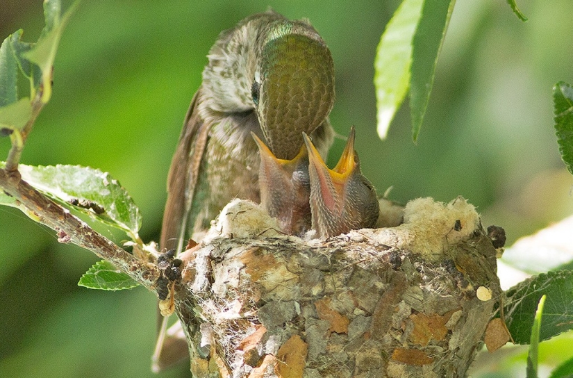 De una sucursal vacía a adolescentes en 6 semanas. Crónica del Nido del Colibrí Calyptus Anna