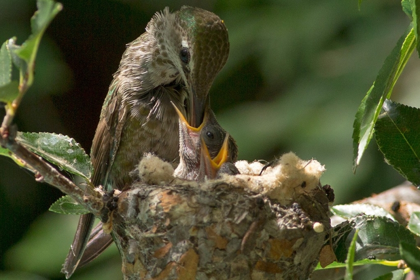 De una sucursal vacía a adolescentes en 6 semanas. Crónica del Nido del Colibrí Calyptus Anna