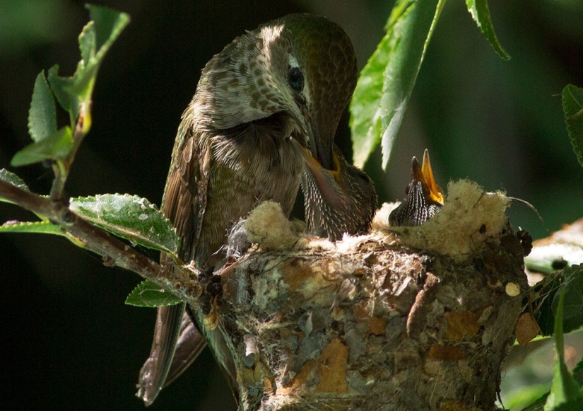 De una sucursal vacía a adolescentes en 6 semanas. Crónica del Nido del Colibrí Calyptus Anna
