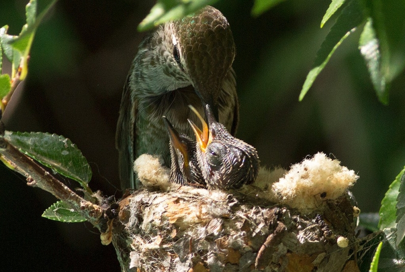 De una sucursal vacía a adolescentes en 6 semanas. Crónica del Nido del Colibrí Calyptus Anna