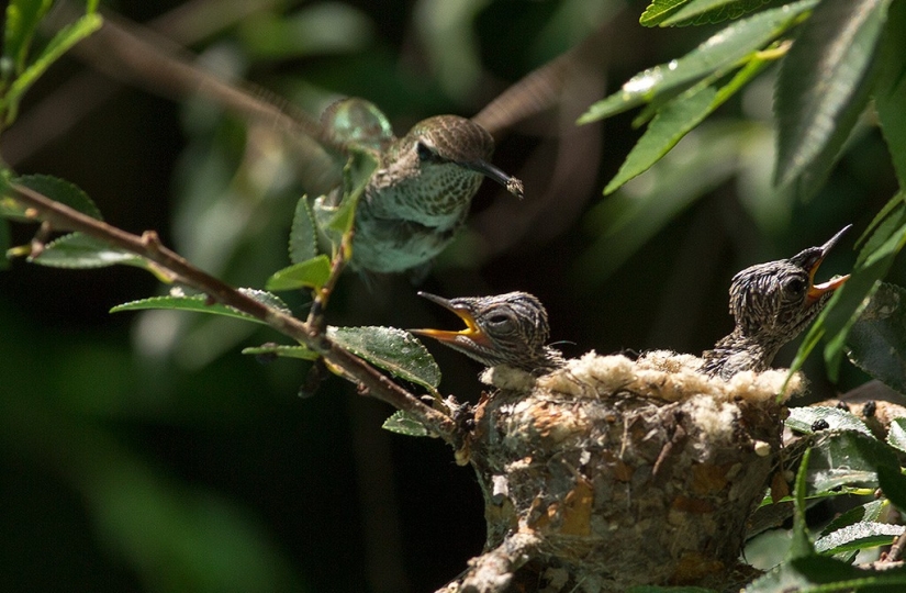 De una sucursal vacía a adolescentes en 6 semanas. Crónica del Nido del Colibrí Calyptus Anna