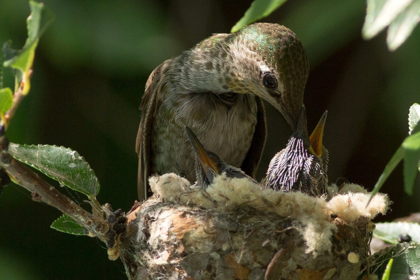 De una sucursal vacía a adolescentes en 6 semanas. Crónica del Nido del Colibrí Calyptus Anna