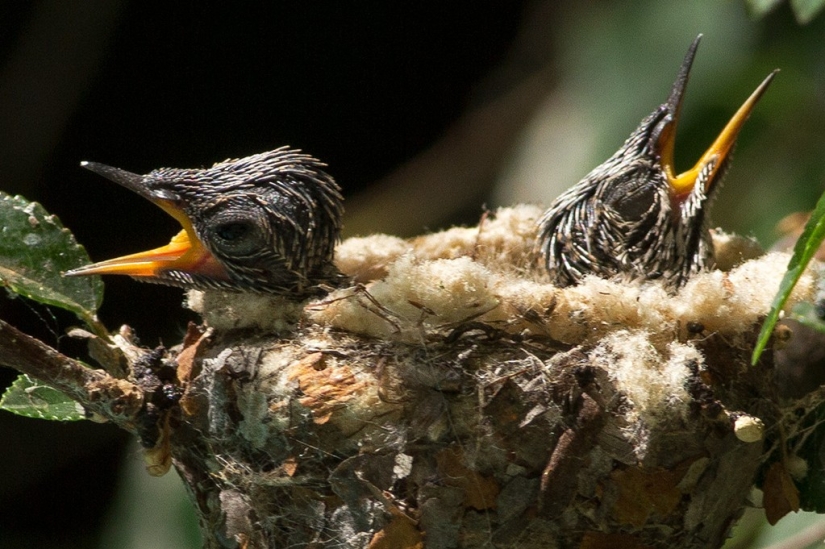 De una sucursal vacía a adolescentes en 6 semanas. Crónica del Nido del Colibrí Calyptus Anna