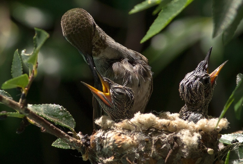 De una sucursal vacía a adolescentes en 6 semanas. Crónica del Nido del Colibrí Calyptus Anna