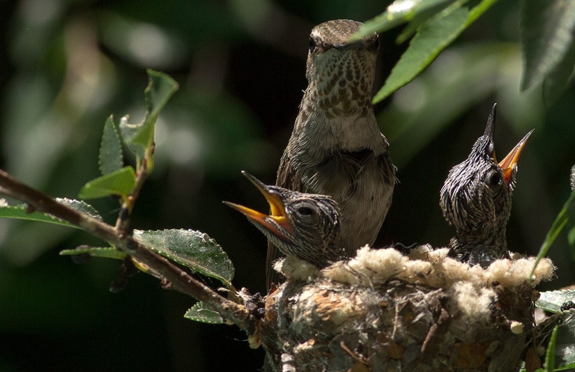 De una sucursal vacía a adolescentes en 6 semanas. Crónica del Nido del Colibrí Calyptus Anna