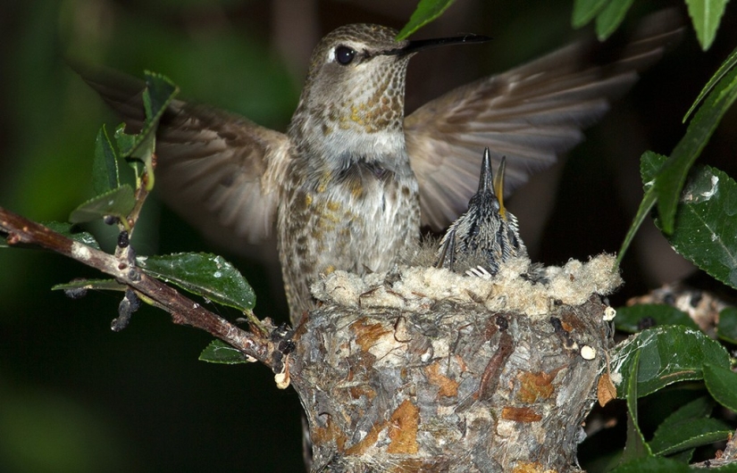 De una sucursal vacía a adolescentes en 6 semanas. Crónica del Nido del Colibrí Calyptus Anna