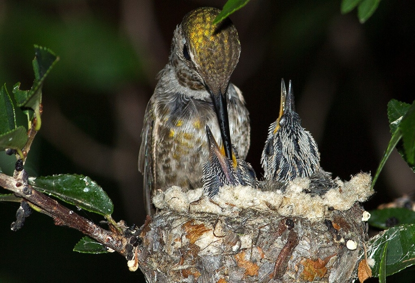 De una sucursal vacía a adolescentes en 6 semanas. Crónica del Nido del Colibrí Calyptus Anna