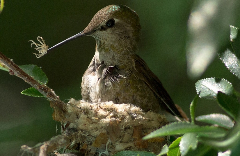 De una sucursal vacía a adolescentes en 6 semanas. Crónica del Nido del Colibrí Calyptus Anna
