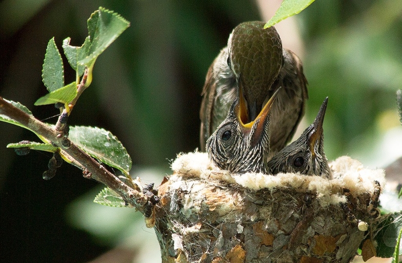 De una sucursal vacía a adolescentes en 6 semanas. Crónica del Nido del Colibrí Calyptus Anna