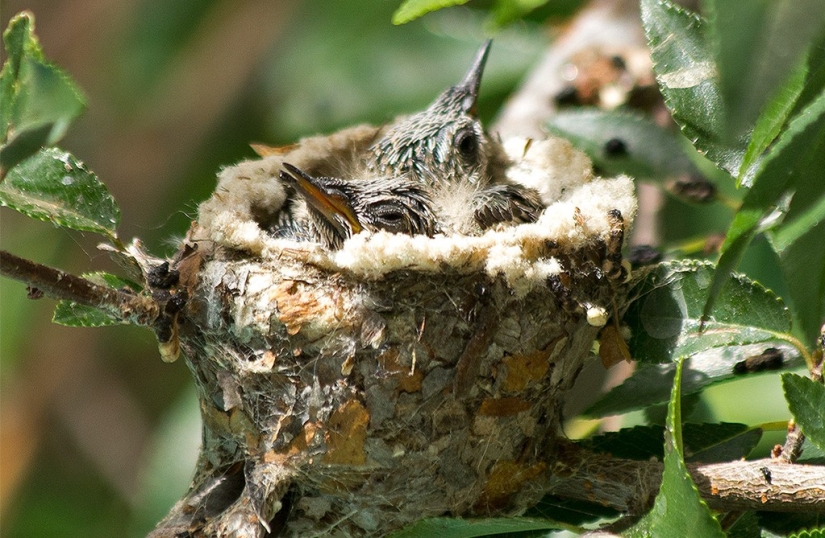 De una sucursal vacía a adolescentes en 6 semanas. Crónica del Nido del Colibrí Calyptus Anna