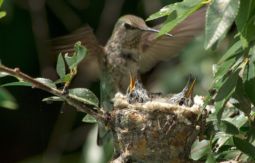 De una sucursal vacía a adolescentes en 6 semanas. Crónica del Nido del Colibrí Calyptus Anna