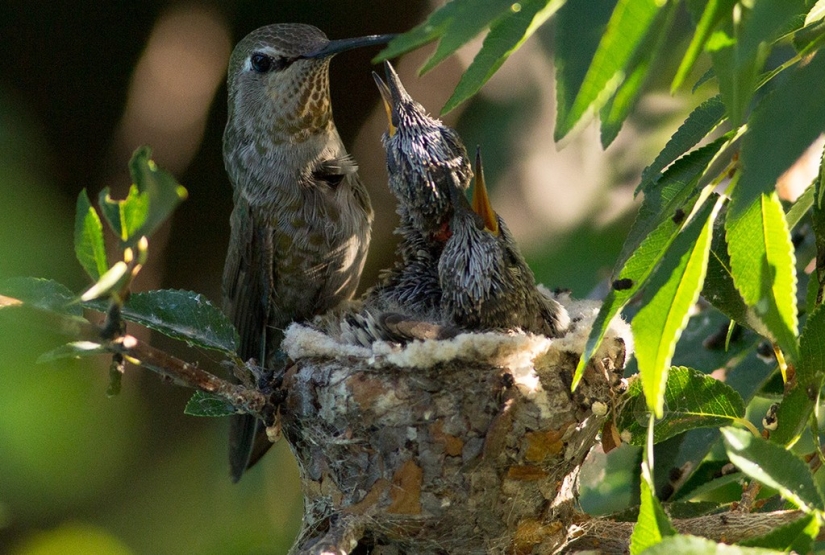 De una sucursal vacía a adolescentes en 6 semanas. Crónica del Nido del Colibrí Calyptus Anna