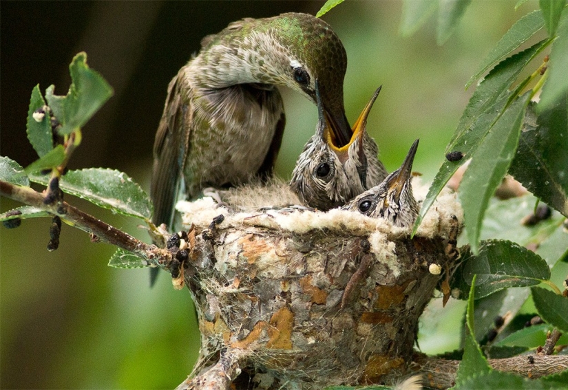 De una sucursal vacía a adolescentes en 6 semanas. Crónica del Nido del Colibrí Calyptus Anna