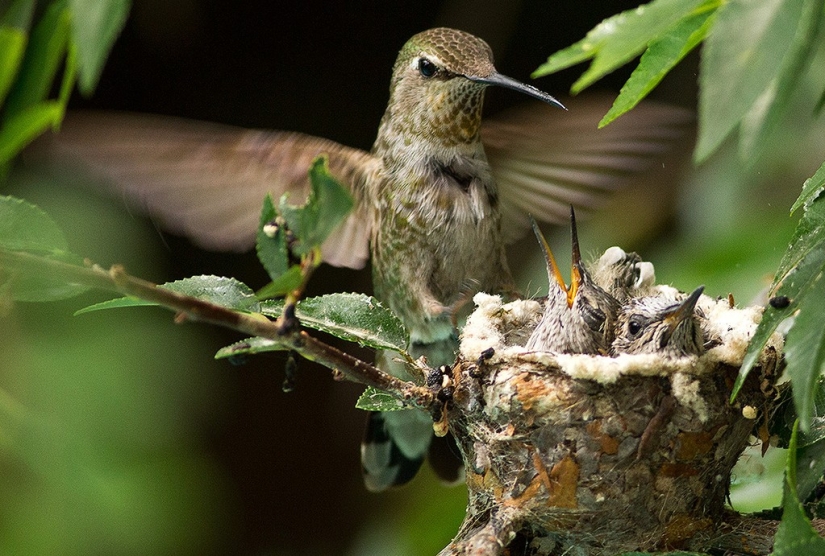 De una sucursal vacía a adolescentes en 6 semanas. Crónica del Nido del Colibrí Calyptus Anna