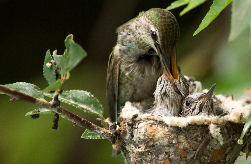 De una sucursal vacía a adolescentes en 6 semanas. Crónica del Nido del Colibrí Calyptus Anna