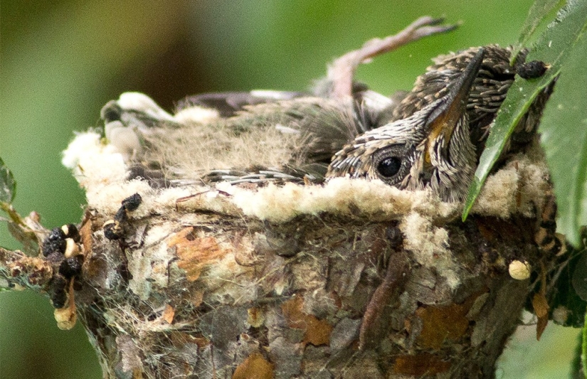 De una sucursal vacía a adolescentes en 6 semanas. Crónica del Nido del Colibrí Calyptus Anna