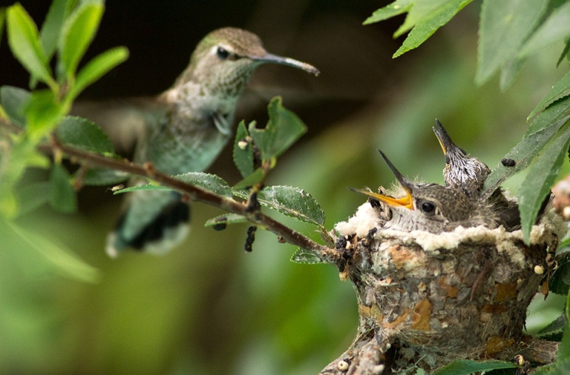 De una sucursal vacía a adolescentes en 6 semanas. Crónica del Nido del Colibrí Calyptus Anna