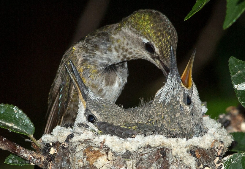 De una sucursal vacía a adolescentes en 6 semanas. Crónica del Nido del Colibrí Calyptus Anna