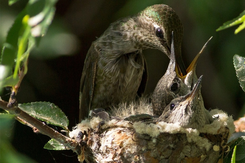 De una sucursal vacía a adolescentes en 6 semanas. Crónica del Nido del Colibrí Calyptus Anna