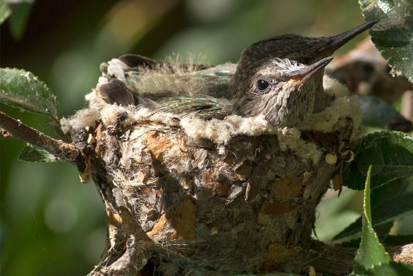 De una sucursal vacía a adolescentes en 6 semanas. Crónica del Nido del Colibrí Calyptus Anna