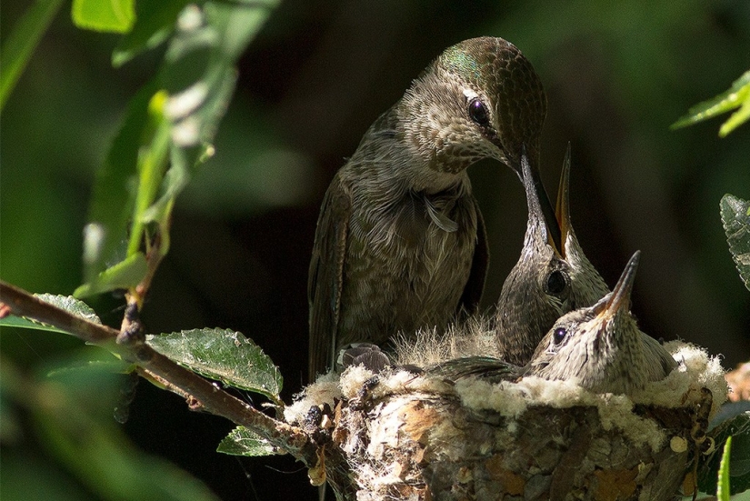 De una sucursal vacía a adolescentes en 6 semanas. Crónica del Nido del Colibrí Calyptus Anna