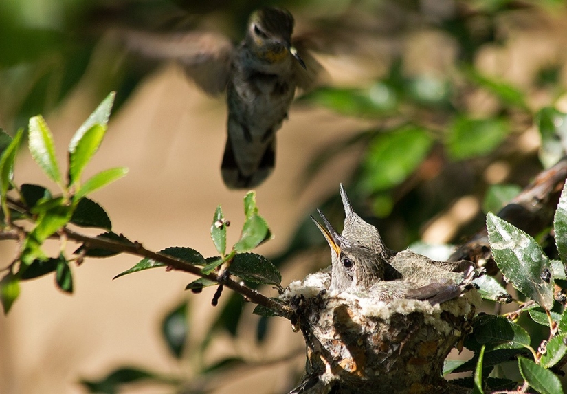 De una sucursal vacía a adolescentes en 6 semanas. Crónica del Nido del Colibrí Calyptus Anna