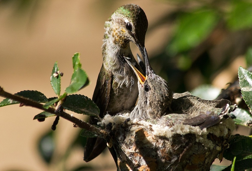 De una sucursal vacía a adolescentes en 6 semanas. Crónica del Nido del Colibrí Calyptus Anna