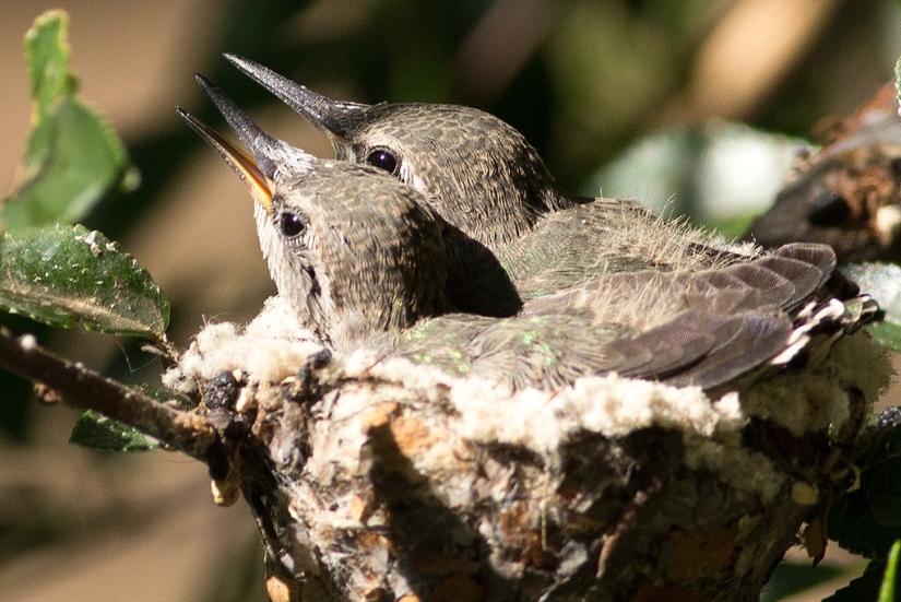 De una sucursal vacía a adolescentes en 6 semanas. Crónica del Nido del Colibrí Calyptus Anna
