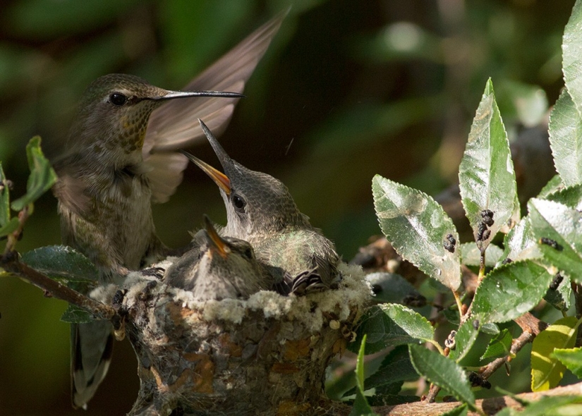 De una sucursal vacía a adolescentes en 6 semanas. Crónica del Nido del Colibrí Calyptus Anna