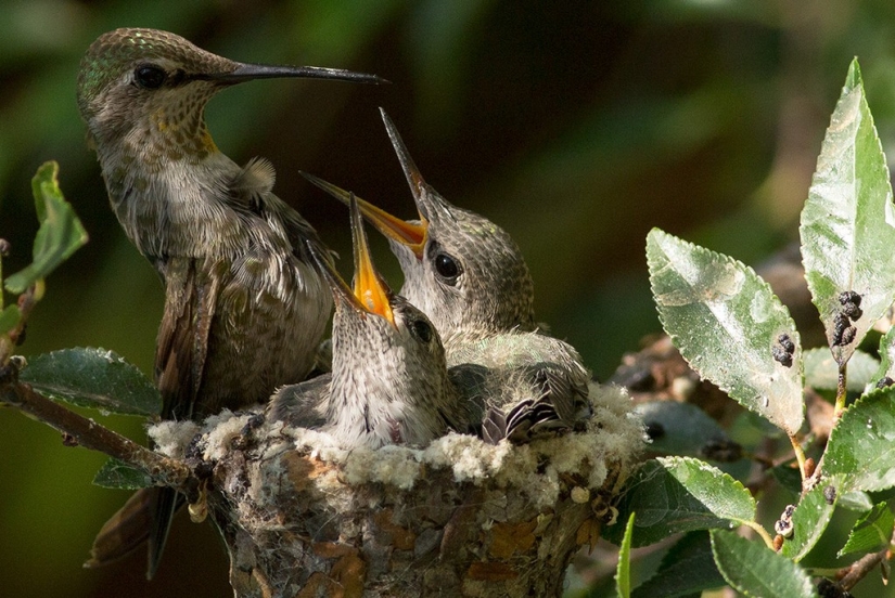 De una sucursal vacía a adolescentes en 6 semanas. Crónica del Nido del Colibrí Calyptus Anna