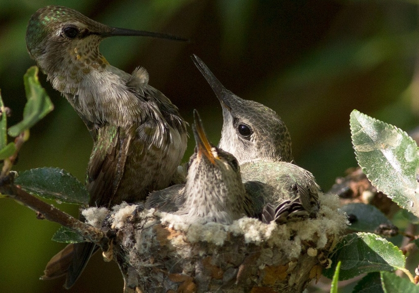 De una sucursal vacía a adolescentes en 6 semanas. Crónica del Nido del Colibrí Calyptus Anna
