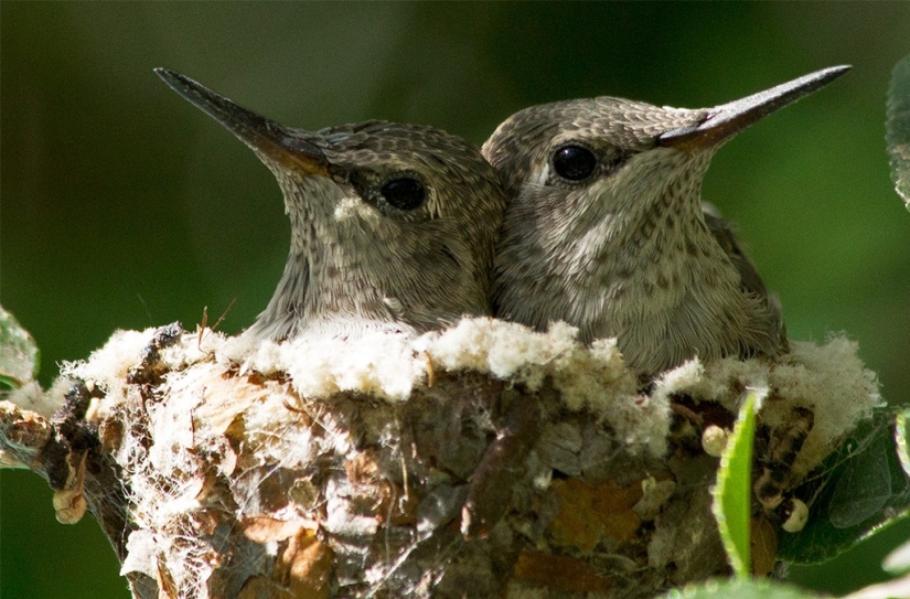De una sucursal vacía a adolescentes en 6 semanas. Crónica del Nido del Colibrí Calyptus Anna