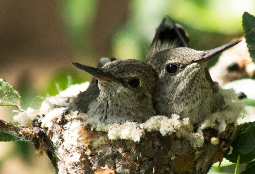 De una sucursal vacía a adolescentes en 6 semanas. Crónica del Nido del Colibrí Calyptus Anna