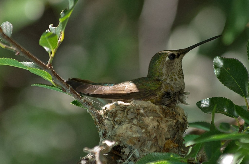 De una sucursal vacía a adolescentes en 6 semanas. Crónica del Nido del Colibrí Calyptus Anna