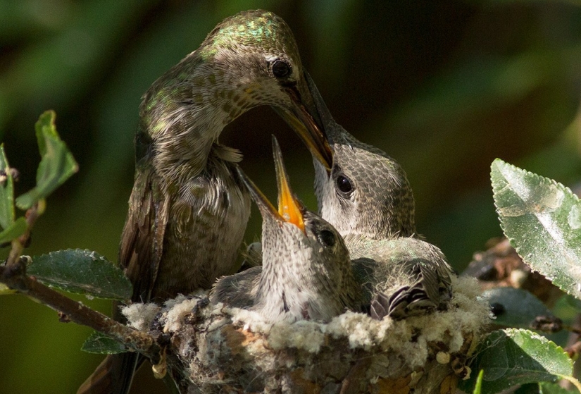 De una sucursal vacía a adolescentes en 6 semanas. Crónica del Nido del Colibrí Calyptus Anna