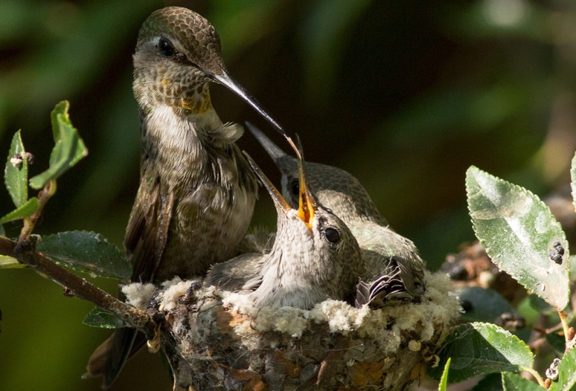 De una sucursal vacía a adolescentes en 6 semanas. Crónica del Nido del Colibrí Calyptus Anna