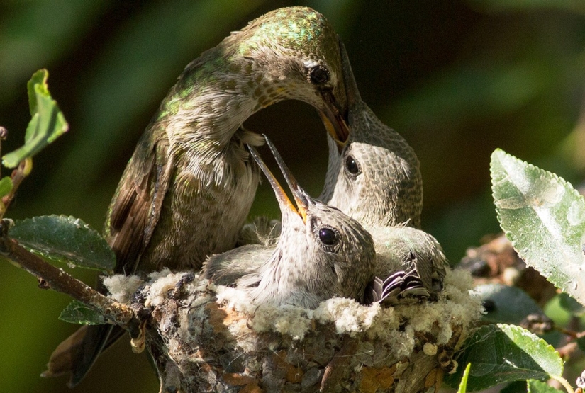 De una sucursal vacía a adolescentes en 6 semanas. Crónica del Nido del Colibrí Calyptus Anna