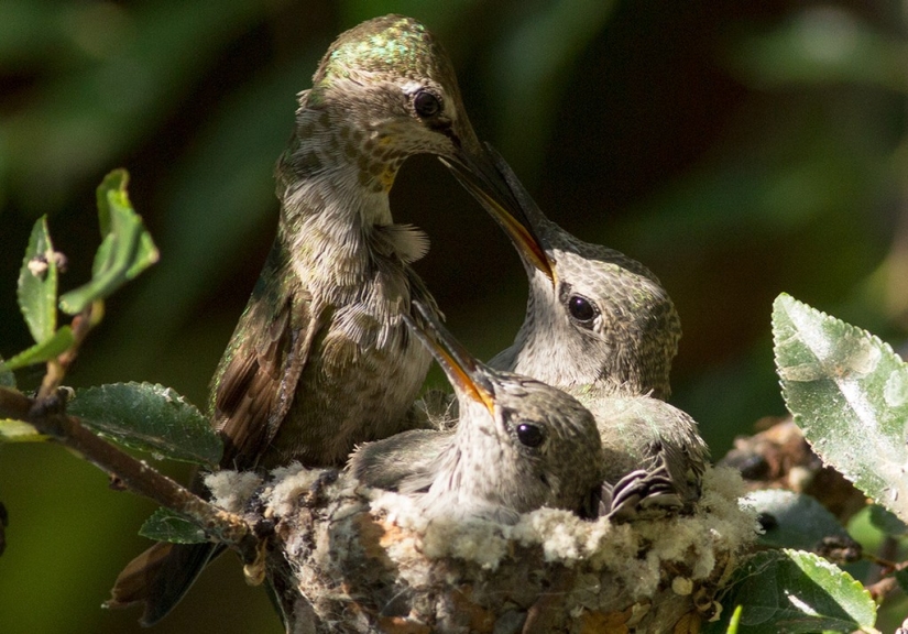 De una sucursal vacía a adolescentes en 6 semanas. Crónica del Nido del Colibrí Calyptus Anna