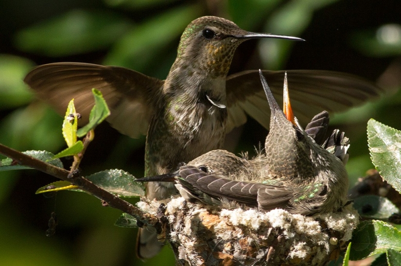 De una sucursal vacía a adolescentes en 6 semanas. Crónica del Nido del Colibrí Calyptus Anna