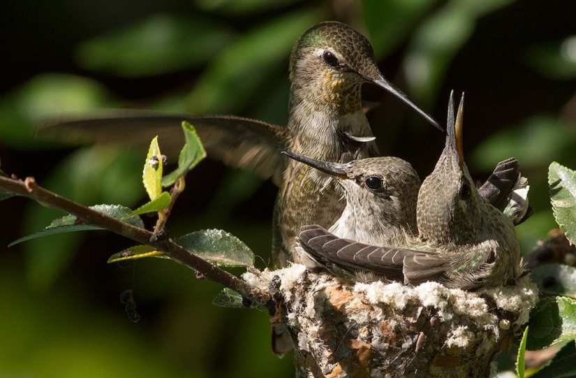 De una sucursal vacía a adolescentes en 6 semanas. Crónica del Nido del Colibrí Calyptus Anna