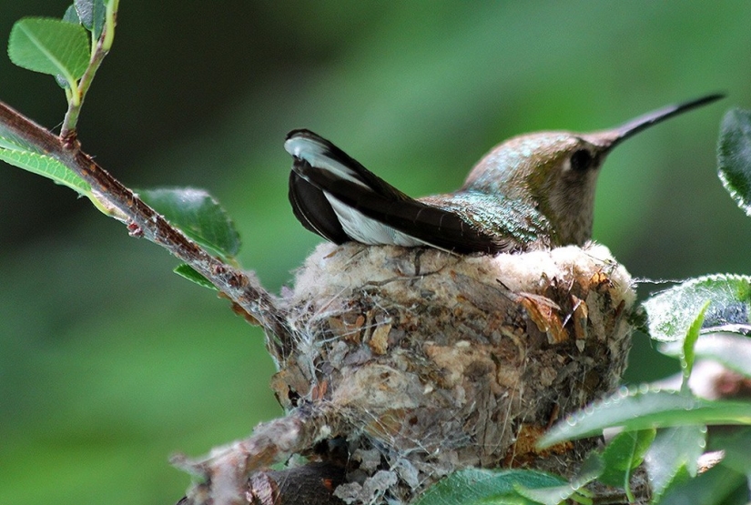 De una sucursal vacía a adolescentes en 6 semanas. Crónica del Nido del Colibrí Calyptus Anna