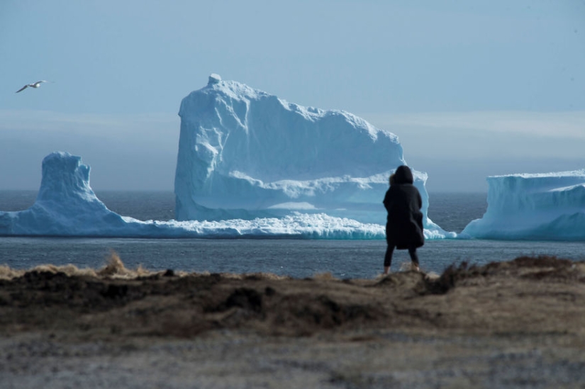 Debido a un enorme iceberg, se están acumulando atascos de tráfico de un kilómetro de largo en un pueblo canadiense
