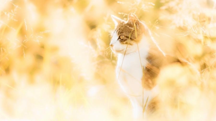 Dedicated to all cat lovers Dedicated to all cat lovers