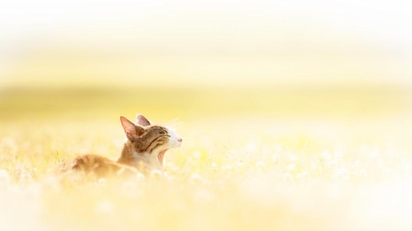 Dedicated to all cat lovers Dedicated to all cat lovers