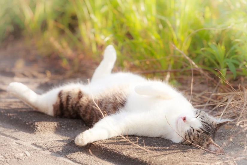 Dedicated to all cat lovers Dedicated to all cat lovers