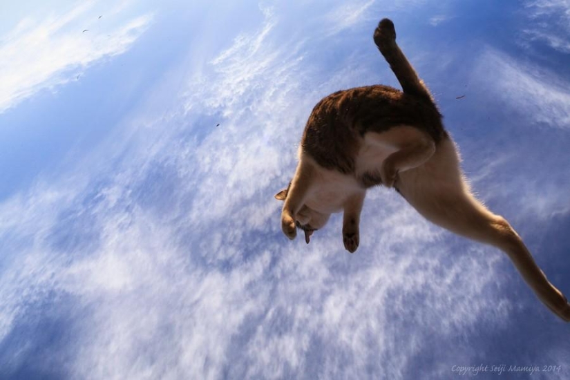 Dedicated to all cat lovers Dedicated to all cat lovers