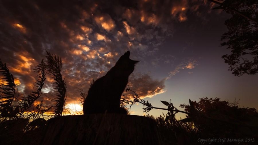 Dedicated to all cat lovers Dedicated to all cat lovers